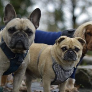 dogs, animals, pets