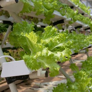 hydroponics, greenhouse, lettuce