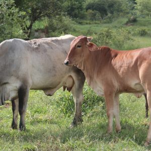 cattle, boi, cow