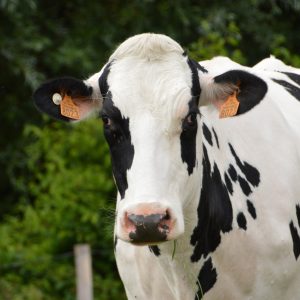 animal, mammal, cow