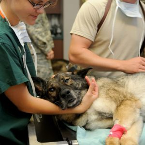 veterinary, clinic, veterinarian