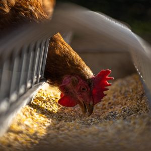 hen, chicken, feeding