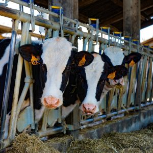 cows, frisian, friesian cows