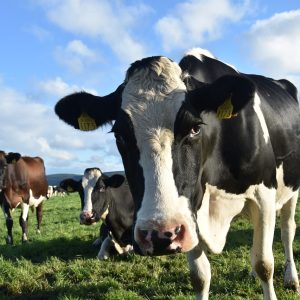 cow, agriculture, meadow