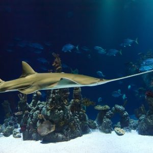 animal, sawfish, nature