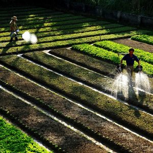 farmers, watering vegetables, make green vegetables summer afternoon
