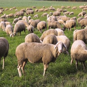 sheep, herd, pfrech