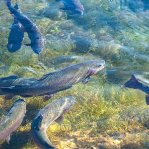 trout, fish, breed