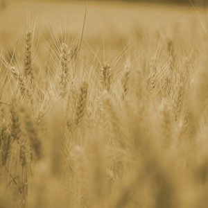 wheat, grains, crops