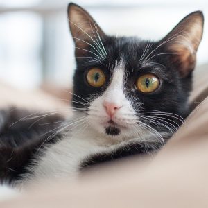 cat, feline, nature