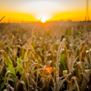 corn, field, seeds