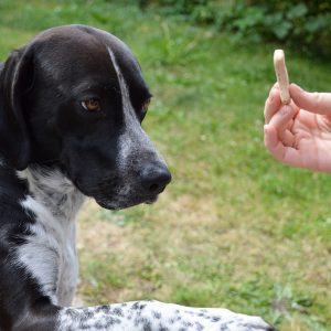 dog, hunting dog, dressage