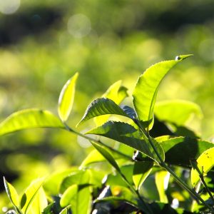 tea, plantation, tea plantation
