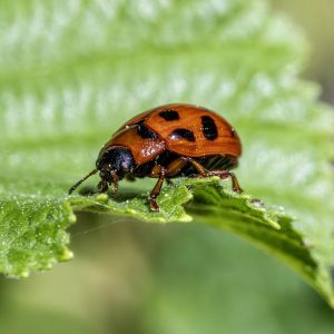 beetle, insect, bug