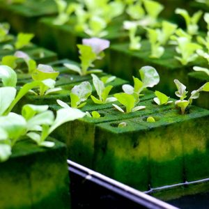 hydroponics, agriculture, green