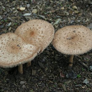 mushrooms, fungi, wild