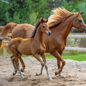 horse, purebred, foal