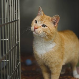 domestic cat, cat's eyes, red cat