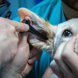 medicine, veterinary, equipment