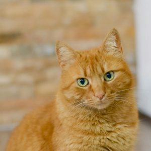 Orange Tabby Cat in Close Up Photography