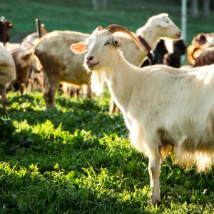 Group of Goats Enjoying the Sun on a Pasture