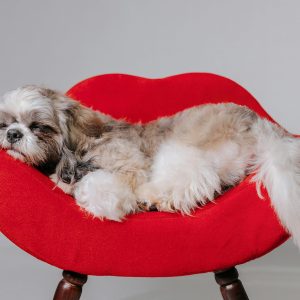 A small dog is sleeping on a red chair