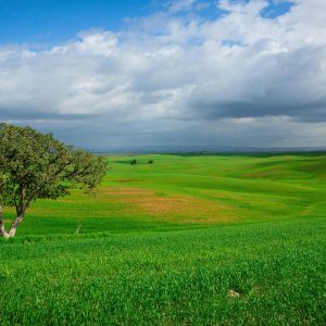 Green Grass Field Under Blue Sky