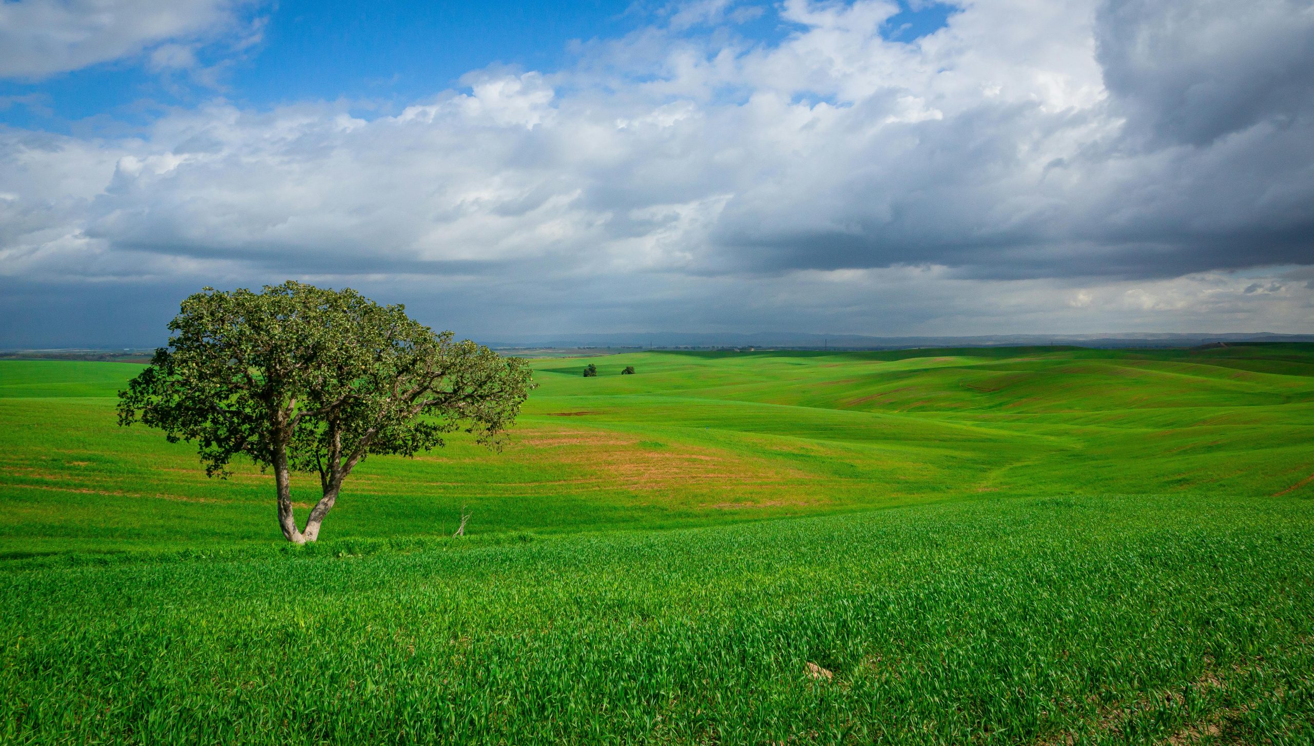 Green Grass Field Under Blue Sky