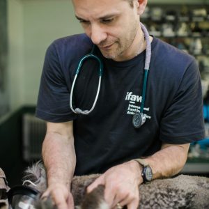 Veterinarian Checking a Koala