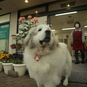 Cute White Dog Outside