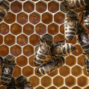 Macro view of bees working on a honeycomb, showcasing intricate hexagonal patterns.