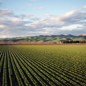 Aerial view of vast farmland with rows of crops and rolling hills in Santa Maria, CA.